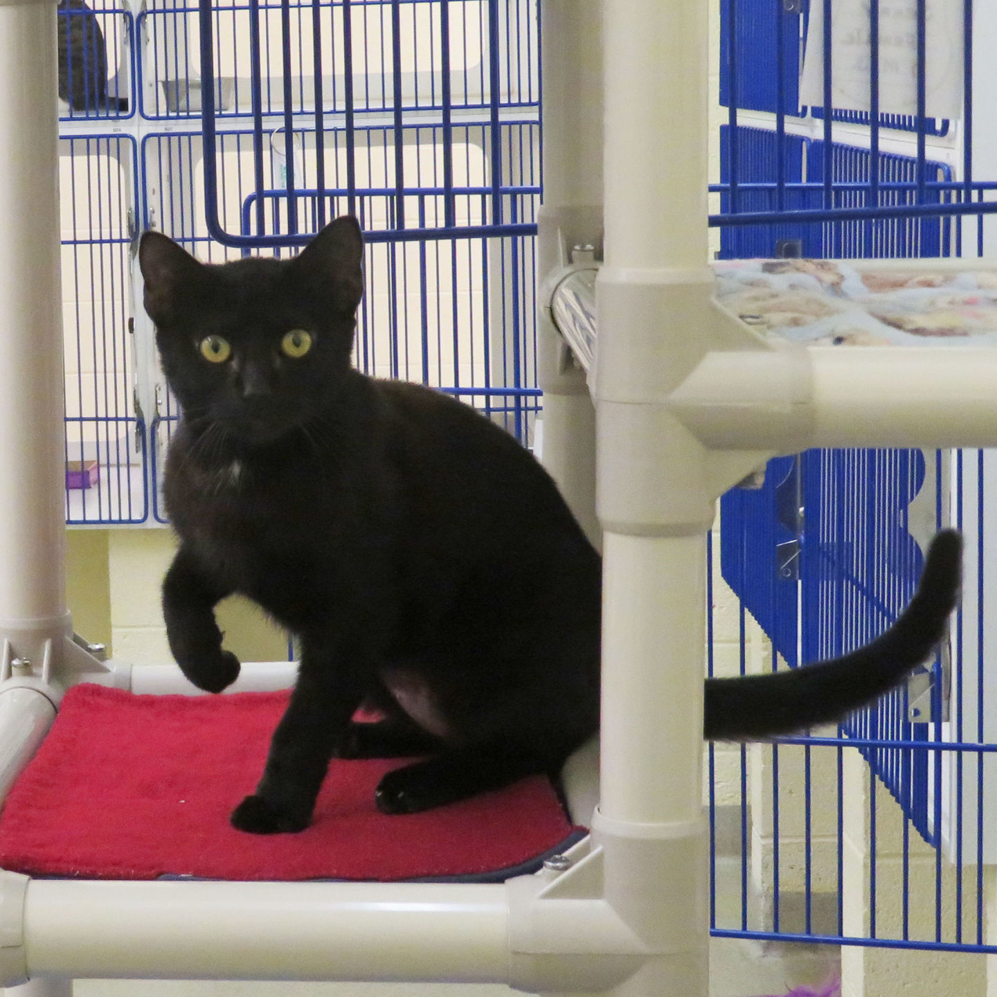 Indian River County Pet of the Week - Week of March 8, 2019
